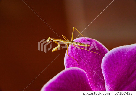 Tiny baby pray mantis resting on pink orchid petals Tiny baby pray mantis resting on pink orchid petals 97197453
