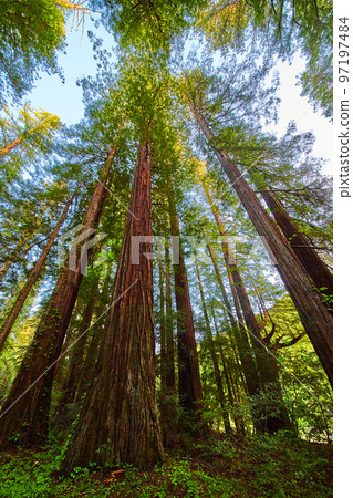 Vertical of large Redwood forest with giant tree trunks Vertical of large Redwood forest with giant tree trunks 97197484