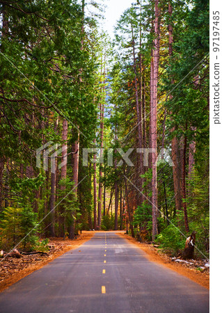 Vertical of beautiful pine tree forest with paved road down center Vertical of beautiful pine tree forest with paved road down center 97197485