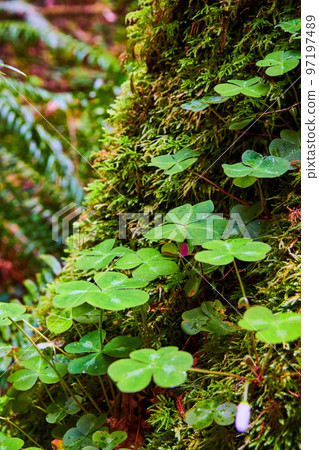 Vertical of clovers up close on mossy tree trunk Vertical of clovers up close on mossy tree trunk 97197489