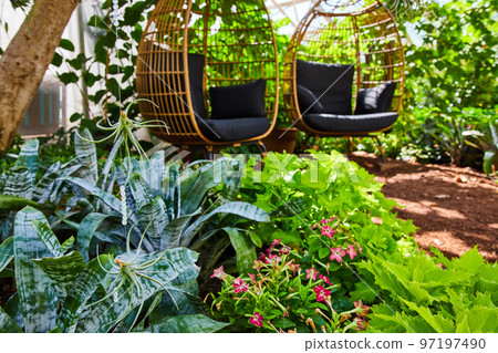 Succulent plant hanging in gardens with two chairs in background Succulent plant hanging in gardens with two chairs in background 97197490