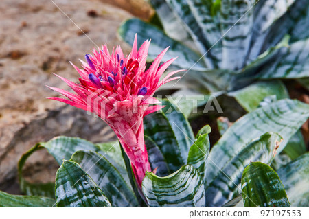 Vibrant pink and purple flower on plant 97197553