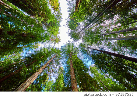 View looking up at vibrant green Redwoods forest in spring 97197555