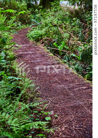 View of wooden path trail covered in dirt and pine needles of Redwoods 97197556
