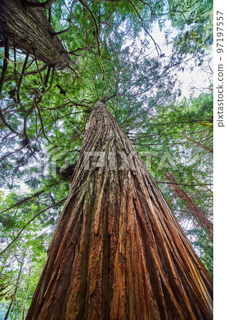 View looking up at ancient and colorful Redwood tree in lush spring forest 97197557