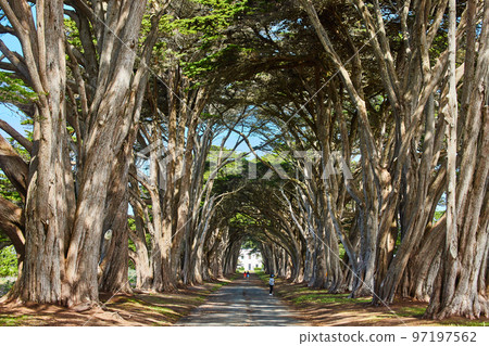 View down Cypress Tree Tunnel on west coast 97197562