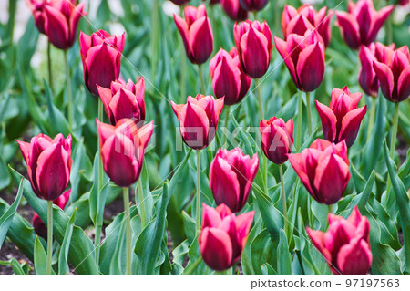 Vibrant purple and pink flowers in field of spring tulips Vibrant purple and pink flowers in field of spring tulips 97197563