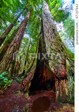 View looking up and into ancient hollowed out Redwood tree in California View looking up and into ancient hollowed out Redwood tree in California 97197642