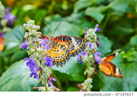 Adorable pair of Red Lacewing butterflies on purple flowers Adorable pair of Red Lacewing butterflies on purple flowers 97197657
