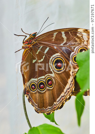 Beautiful spots of Owl Butterfly on mesh 97197671