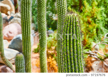 Detail of large traditional cactus covered in spikes with desert plants in background 97197676