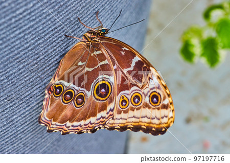 Owl Butterfly resting on grey pot in gardens 97197716