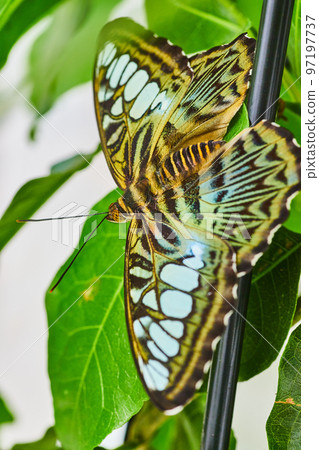 Brown Clipper butterfly perched on pole and green leaves 97197737