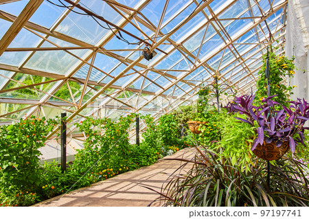 Path through stunning lush gardens with glass roof in greenhouse 97197741