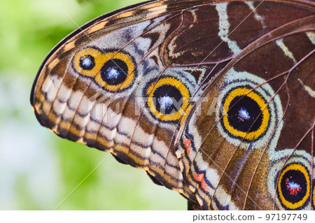 Detail of spots on Owl Butterfly wing 97197749