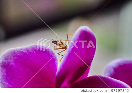 Posing baby pray mantis bug on pink orchid flower 97197843