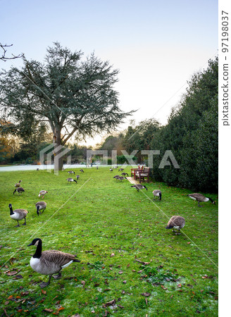 Canada geese in a park in this winter scene. A cold winter's day in Kelsey Park, Beckenham, Kent, UK. Canada goose (Branta canadensis). Canada geese in a park in this winter scene. A cold winter's day in Kelsey Park, Beckenham, Kent, UK. Canada goose (Branta canadensis). 97198037