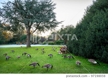 Canada geese in a park in this winter scene. A cold winter's day in Kelsey Park, Beckenham, Kent, UK. Canada goose (Branta canadensis). Canada geese in a park in this winter scene. A cold winter's day in Kelsey Park, Beckenham, Kent, UK. Canada goose (Branta canadensis). 97198038