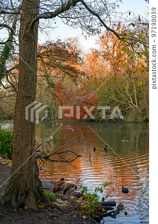 Birds on a lake at sunset in this winter scene. A cold winter's day in Kelsey Park, Beckenham, Kent, UK. Egyptian goose (Alopochen aegyptiaca) in the foreground. Birds on a lake at sunset in this winter scene. A cold winter's day in Kelsey Park, Beckenham, Kent, UK. Egyptian goose (Alopochen aegyptiaca) in the foreground. 97198039