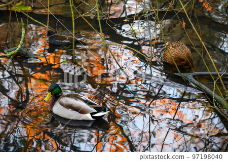 A mallard duck on a lake with red trees at sunset reflected in the water. Kelsey Park, Beckenham, Kent, UK. Male mallard (Anas platyrhynchos). A mallard duck on a lake with red trees at sunset reflected in the water. Kelsey Park, Beckenham, Kent, UK. Male mallard (Anas platyrhynchos). 97198040