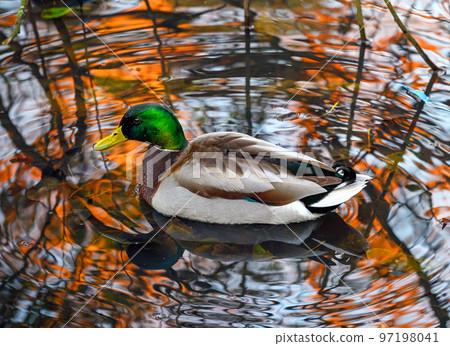 A mallard duck on a lake with red trees at sunset reflected in the water. Kelsey Park, Beckenham, Kent, UK. Male mallard (Anas platyrhynchos). A mallard duck on a lake with red trees at sunset reflected in the water. Kelsey Park, Beckenham, Kent, UK. Male mallard (Anas platyrhynchos). 97198041