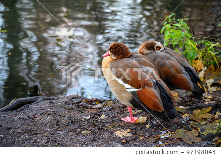 Two Egyptian geese stand by a lake on a cold winter's day. Kelsey Park, Beckenham, Kent, UK. Egyptian goose (Alopochen aegyptiaca). 97198043