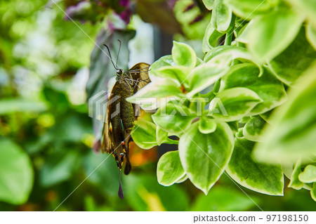 Stunning side profile of beautiful butterfly on plants 97198150