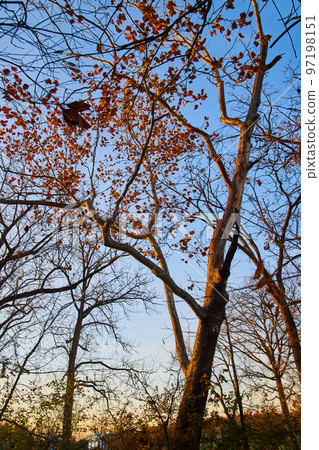 Fall trees in forest with a few red leaves left against sunset light Fall trees in forest with a few red leaves left against sunset light 97198151