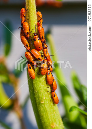 Tiny milkweed bug larva covering branch 97198213