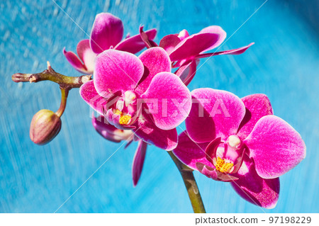 Orchid flower branch of pink and yellow on textured blue background 97198229