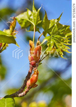 New Maple tree leaves sprouting in spring 97198274