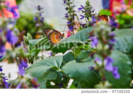 View through purple flowers of resting Red Lacewing butterfly View through purple flowers of resting Red Lacewing butterfly 97198288