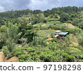Spectacular view of trees and green plants in Ella rock at Uva Province in Sri Lanka 97198298