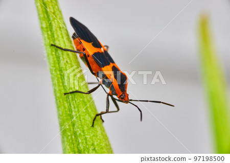 Milkweed seed bug orange and black spots on green leaf 97198500