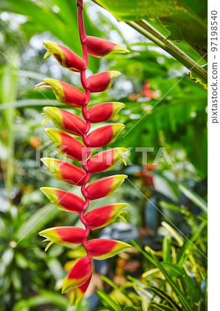 Red and green flower buds on a red strand surrounded by other plants in a botanical garden 97198540