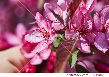 A few full bloom pink flowers in spring 97198619