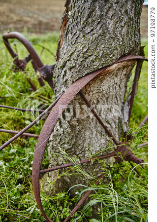 Brown rusted wagon wheel and farm parts lean against an old tree that has started to grow around the metal 97198779