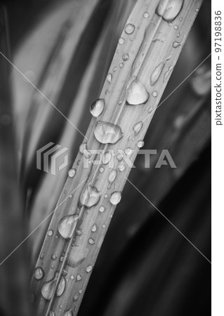 Black and white blade of grass with drops of water Black and white blade of grass with drops of water 97198836