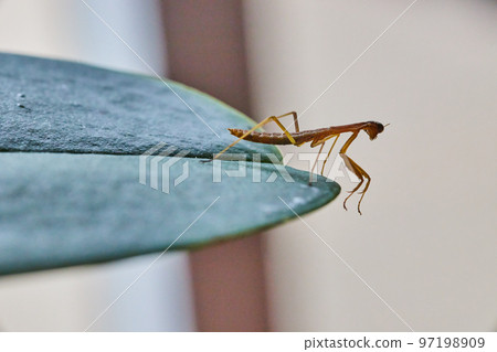 Tiny pray mantis baby on green leaf 97198909