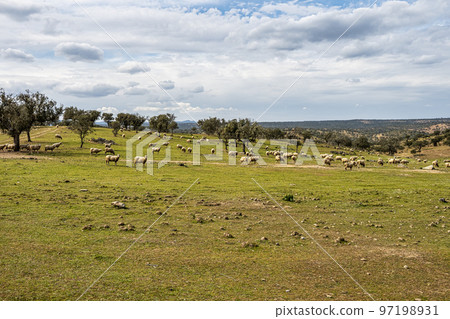 Sheeps grazing on a green meadow at Membrio, Extremadura in Spain 97198931