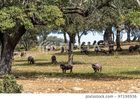 Iberian pigs grazing among the oaks on the fields at Membrio, Extremadura in Spain Iberian pigs grazing among the oaks on the fields at Membrio, Extremadura in Spain 97198936