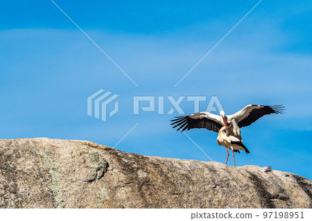 White storks, Ciconia ciconia, mating at Los Barruecos, Malpartida de Caceres, Extremadura, Spain. 97198951