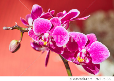 Orchid flower branch of pink and yellow on red and white dragon Asian themed background 97198990