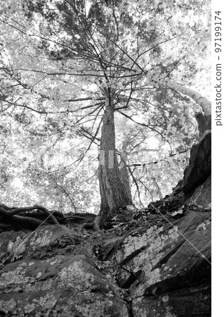 Black and white worm's eye view of a tree 97199174