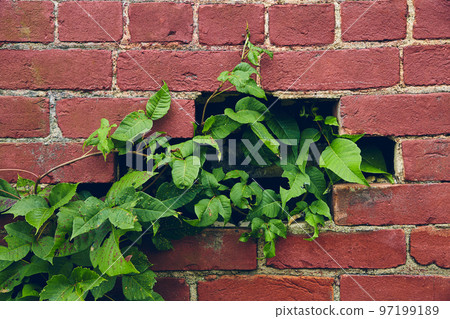 Red brick wall with hole filled by green vines 97199189