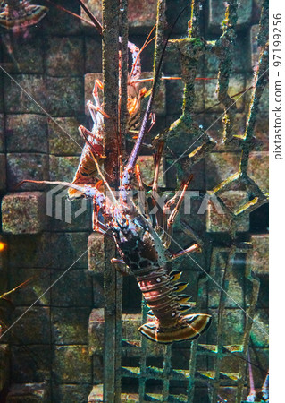 Lobsters in water tank Lobsters in water tank 97199256