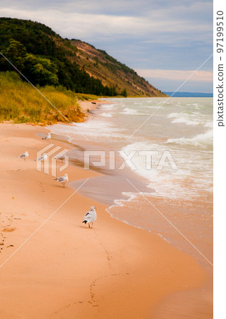 White gulls line the shoreline of a sandy beach and watch the waves with a mountain in the background White gulls line the shoreline of a sandy beach and watch the waves with a mountain in the background 97199510