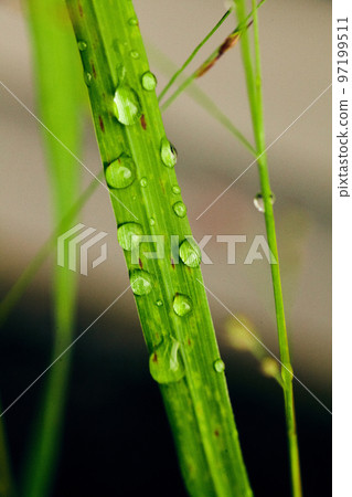 Grass plant with tiny drops of dew water Grass plant with tiny drops of dew water 97199511