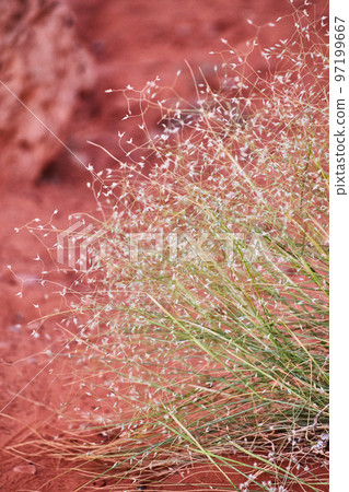 Detail of desert plant against red ground cover Detail of desert plant against red ground cover 97199667