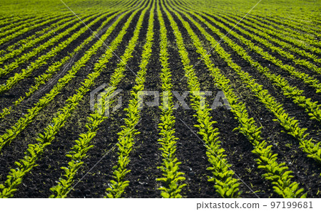 Young fresh beet leaves. Beetroot plants growing in a row on agricultural field. Young sugar beet plants in converging long lines growing in the recently cultivated soil. 97199681